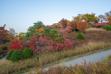 Wonderful autumn colors of the trees in a park in Seoul city
