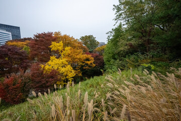 Wonderful autumn colors of the trees in a park in Seoul city