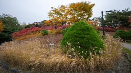 Wonderful autumn colors of the trees in a park in Seoul city