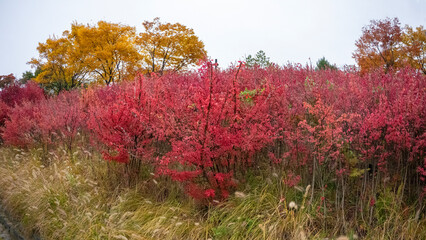 Wonderful autumn colors of the trees in a park in Seoul city