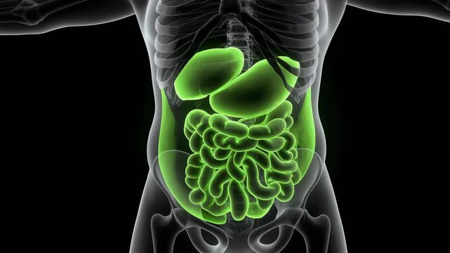 3D animation of human digestive and lymphatic system, highlighting cisterna chyli