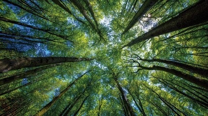 Worm's-eye view looking up into a dense forest canopy of tall green trees and blue sky.