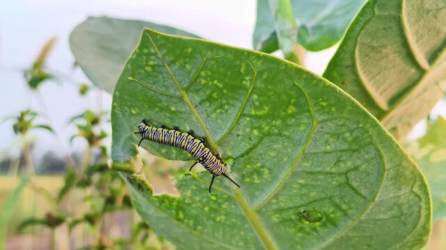 Macro shot of a striped caterpillar feeding on a green leaf in natural daylight, showing insect life, metamorphosis, and the beauty of small wildlife details.
