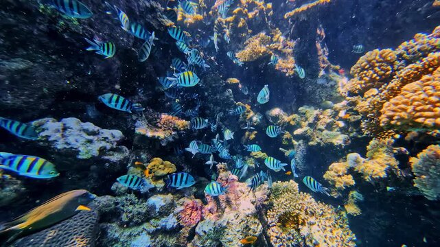 Underwater view of sergeant major fish swimming over colorful coral reef