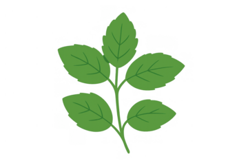 Green plant sprig with fresh leaves, representing nature, growth, and organic concepts on a transparent background