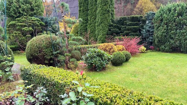 A vivid, autumn residential garden featuring a lush lawn, a neatly trimmed hedge border, clipped green and yellow spherical Spiraea shrubs, and the intense red foliage of Fan Cotoneaster.