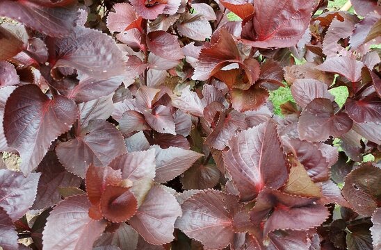 Striking Deep Red and Burgundy Acalypha Leaves Background: Tropical Copper Plant Foliage Texture