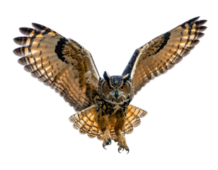 Majestic owl with wide wingspan and bright orange eyes flies