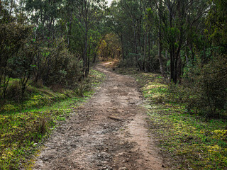 Rough Curving Bush Graveled Track