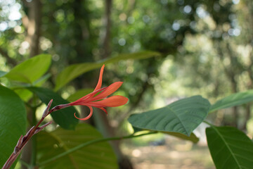 A graceful orange flower emerges amid fresh green leaves, glowing softly in the forest light.