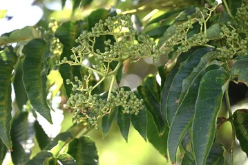 Zanthoxylum ailanthoides (Japanese prickly -ash).Rutaceae deciduous dioecious tree.Small flowers bloom in summer and the fruit ripens to dark purple in autumn, producing seeds.