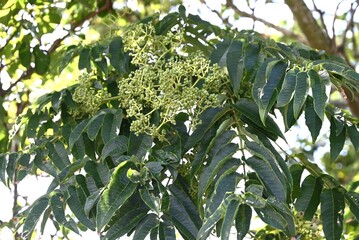 Fototapeta premium Zanthoxylum ailanthoides (Japanese prickly -ash).Rutaceae deciduous dioecious tree.Small flowers bloom in summer and the fruit ripens to dark purple in autumn, producing seeds.
