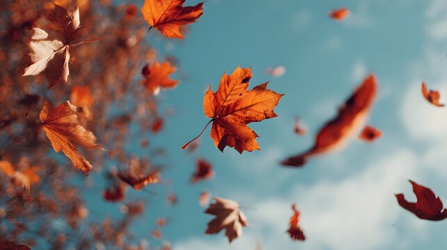 Brilliant orange foliage drifts downward against a bright blue sky during the seasonal change - Powered by Adobe