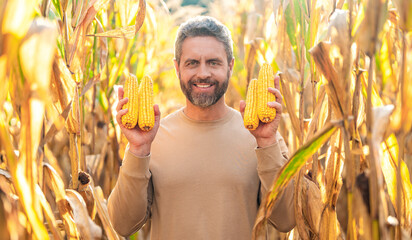 Harvest crop in cornfield. Farmer happy man on field with maize basket. Hispanic farmer with corn harvest. Maize crop harvest. Maize harvest farming. Farmer man harvesting in corn field © be free