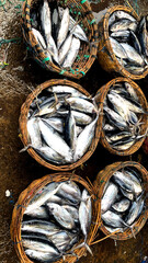 Ready Export fresh fish to japan
