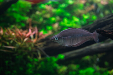 水草の森を漂う一匹の魚