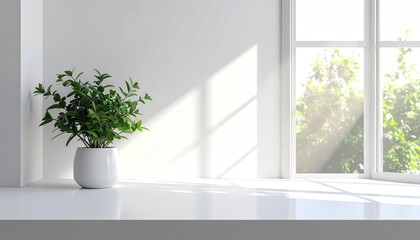Fototapeta premium Sunlit plant in pot by window, white minimal room