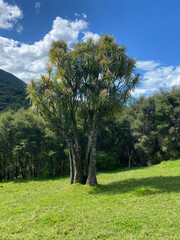 Cabbage tree (tī kōuka) on a windy hillside near Anaura Bay on New Zealand's East Cape coastline.