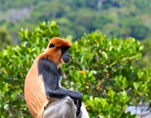 Obraz premium A close-up view of a primate, displaying vivid orange, black, and white fur, with a green foliage backdrop