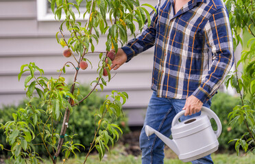 Farmer at the garden. Organic fruit agriculture. Fruit tree garden. Organic green plantation....