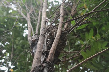 Bird Nest Built Among Tree Branches in Lush Green Forest Setting, Early Spring