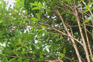 Lush Green Leaves and Tree Branches Create a Bright Outdoor Foliage Scene