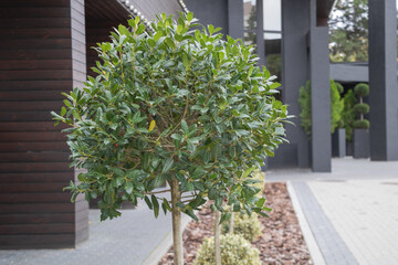 Decorative pruned ornamental tree with glossy green leaves in modern urban landscape near contemporary building
