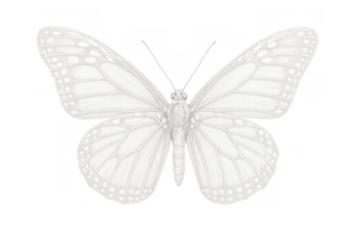 Butterfly drawing creating delicate nature illustration, abstract insect sketch, transparent background, monochrome design element