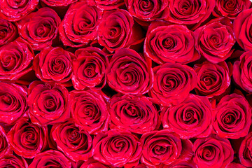 Red Rose Buds Background. Romantic Floral Texture
