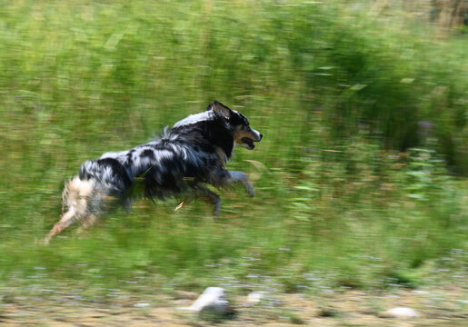 Australian Shepherd captured in full stride while sprinting across a lush green landscape. The motion blur emphasizes the dog's speed, agility, and athletic ability, making this image ideal for themes