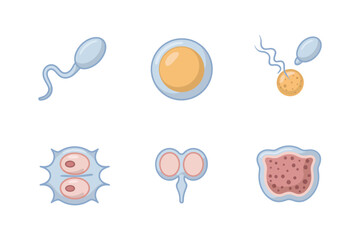 Flat vector icons for reproduction, featuring sperm, ovum, embryo, representing biology, fertility, and medical science,