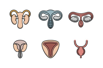 Detailed flat vector icons for human anatomy, showing uterus, kidney, bladder, representing gynecology, health, and medical organs,