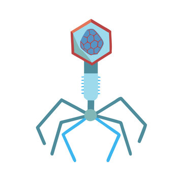 T2 faz bacteriophage virus