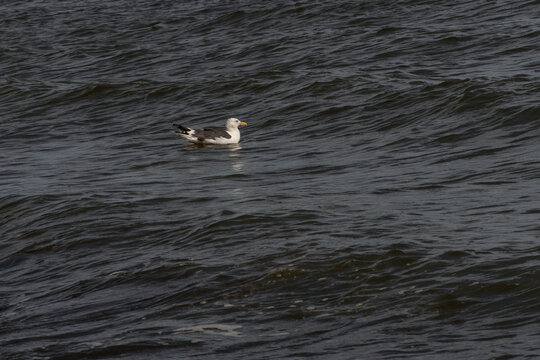 A white and grey seagull floats peacefully on dark rippling ocean waters, its yellow beak contrasting against the textured sea surface beneath natural daylight