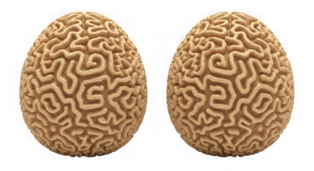 Two brain coral for marine life concept