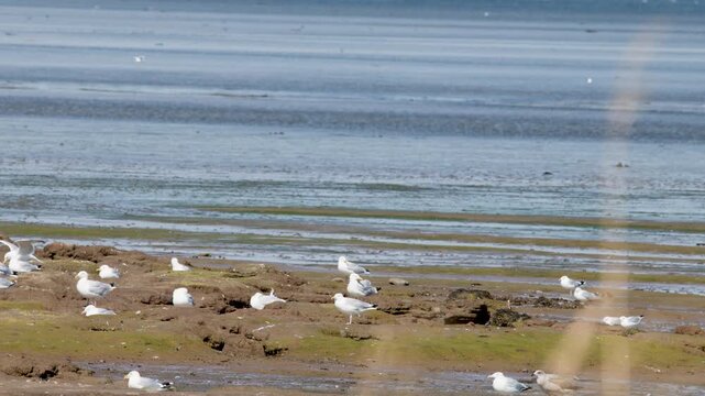 Gulls Resting and Flying on Cromarty Tidal Flats Shoreline
