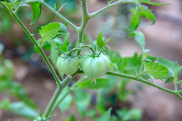 Close-up view of unripe green tomatoes growing upon the garden plant featuring soft natural light and blurred background