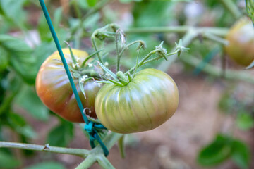 Close-up of unripe green tomatoes hanging upon the garden vine featuring soft daylight and blurred leaves around