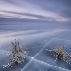 frozen grass in the snow