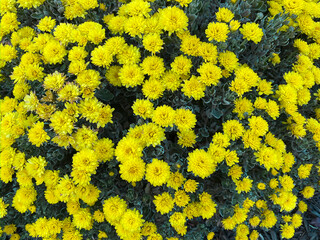 A cluster of bright yellow flowers fills the frame with dense blooms and green foliage the vibrant colors and natural patterns create a cheerful lively background for spring or summer themes