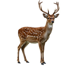 Realistic Animal on White Background