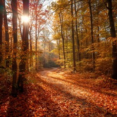 Obraz premium Forest Path Beauty Golden light filters through colorful foliage on a picturesque autumn trail, leaves create a warm autumn landscape