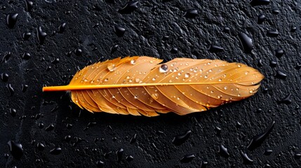 a single, pristine eagle primary feather lying on a dark, textured surface like black slate or moss.
