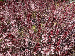 A dense cluster of pink blossoms and deep red leaves fills the frame in bright sunlight creating a vibrant and lively spring scene perfect for nature backgrounds or floral design