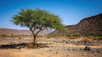 Lonely frankincense trees in arid desert landscapes, with resin droplets on their bark.