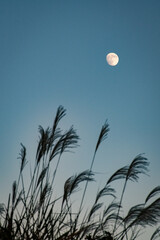 月とすすき