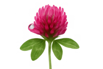 Red clover bloom featuring delicate petals and a water droplet, highlighting purity and natural growth, isolated for versatile design