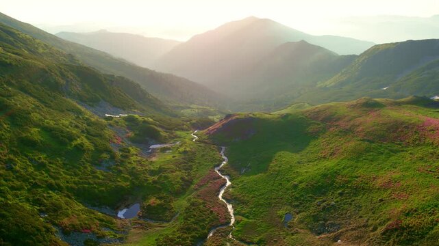 Aerial drone shot descending slowly down a deep, gorgeous mountain valley. Green slopes, patches of pink flowers, remnants of snow surround a thin, winding stream, Rodnei, Lala Mare.