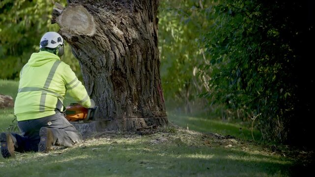 Close up view of professional tree cutting services. The worker cutting old tree with a chainsaw in the park.