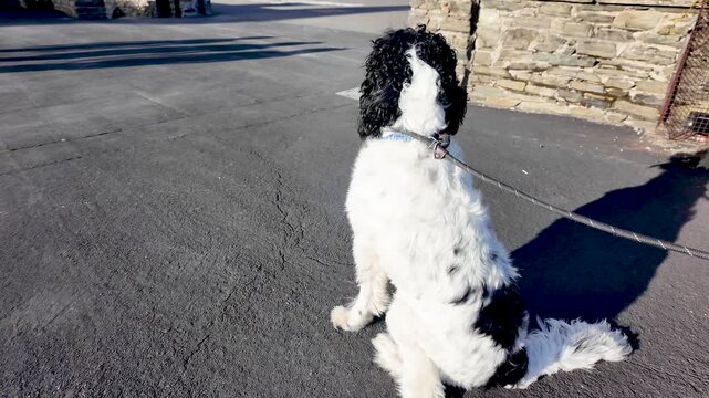 English Springer Spaniel sitting on asphalt with leash on a sunny day